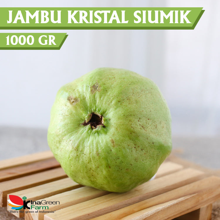 Jambu Kristal Putih Siumik Pala Inagreen
