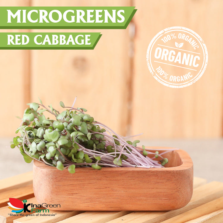 Inagreen Farm Bandung Microgreen Organik Red Cabbage