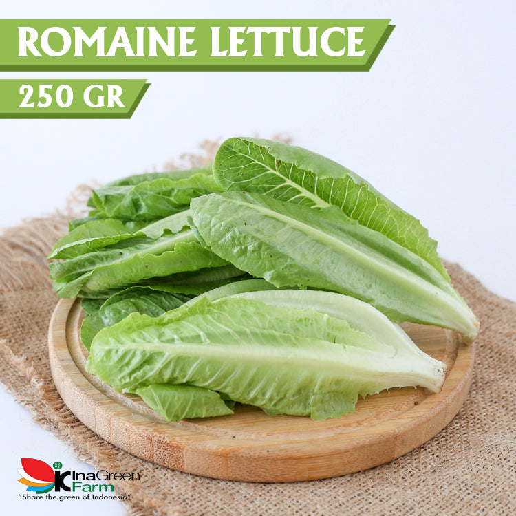 Inagreen Farm Bandung Sayur Romaine Lettuce Organik 250 Gram