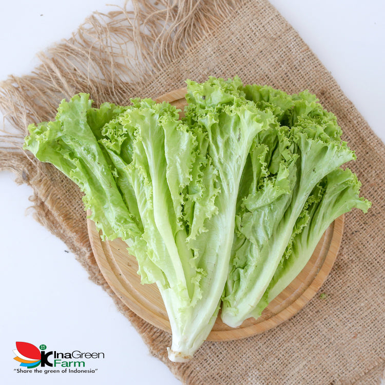 Inagreen Farm Bandung Sayur Selada Keriting Organik 250 Gram