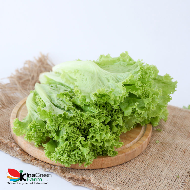 Inagreen Farm Bandung Sayur Selada Keriting Organik 250 Gram