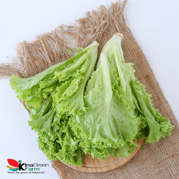Inagreen Farm Bandung Sayur Selada Keriting Organik 250 Gram