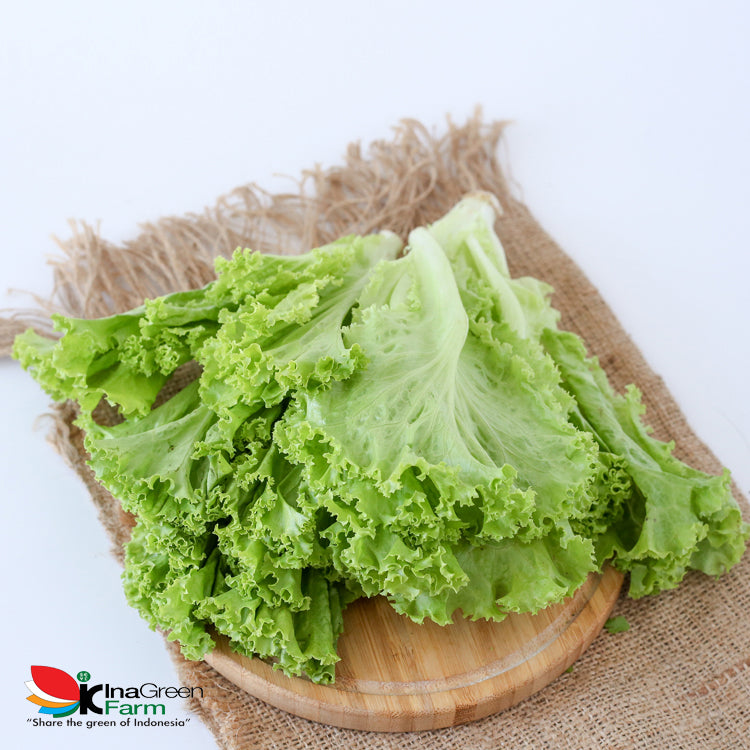Inagreen Farm Bandung Sayur Selada Keriting Organik 250 Gram