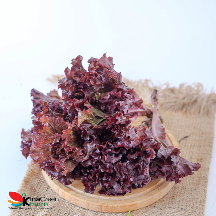 Inagreen Farm Bandung Sayur Selada Lolorosa Organik 250 Gram