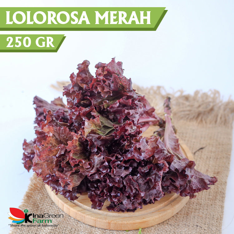 Inagreen Farm Bandung Sayur Selada Lolorosa Organik 250 Gram