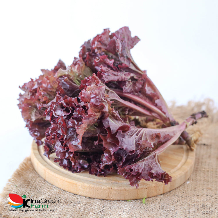 Inagreen Farm Bandung Sayur Selada Lolorosa Organik 250 Gram
