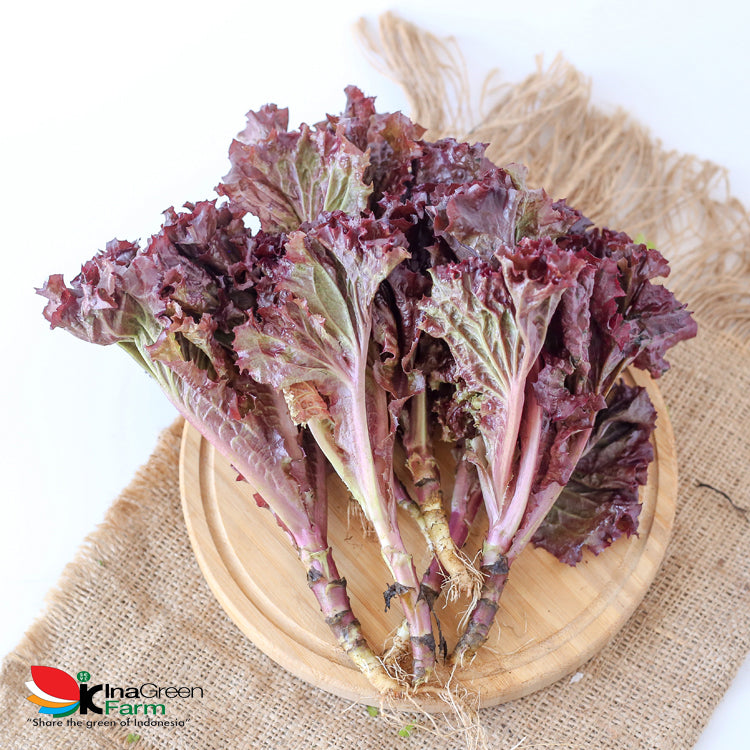 Inagreen Farm Bandung Sayur Selada Lolorosa Organik 250 Gram