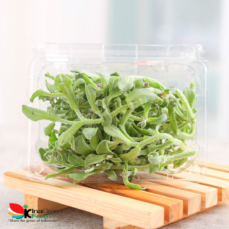 Inagreen Farm Bandung Lettuce Crystal Ice