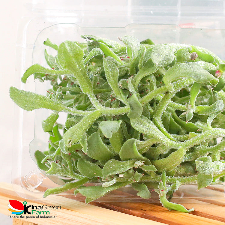 Inagreen Farm Bandung Lettuce Crystal Ice