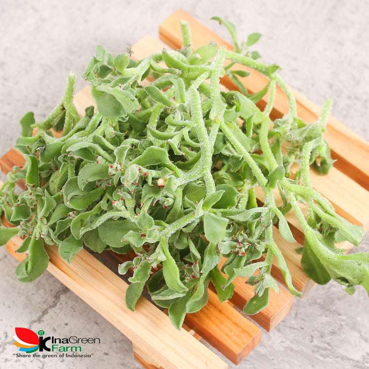 Inagreen Farm Bandung Lettuce Crystal Ice