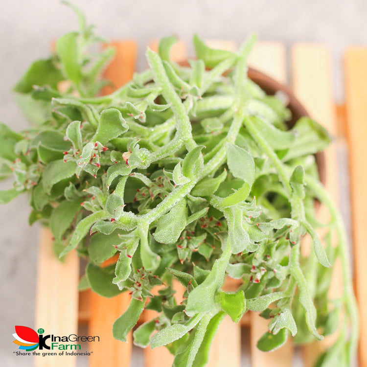 Inagreen Farm Bandung Lettuce Crystal Ice