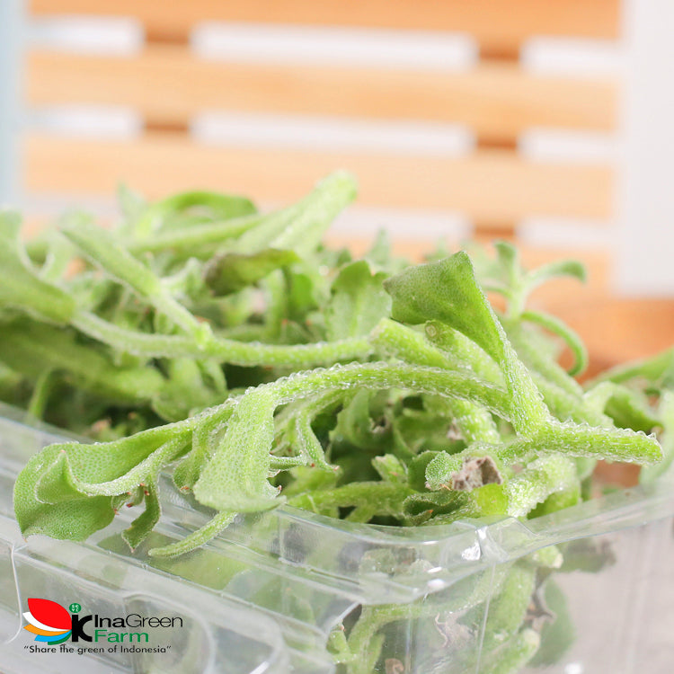 Inagreen Farm Bandung Lettuce Crystal Ice
