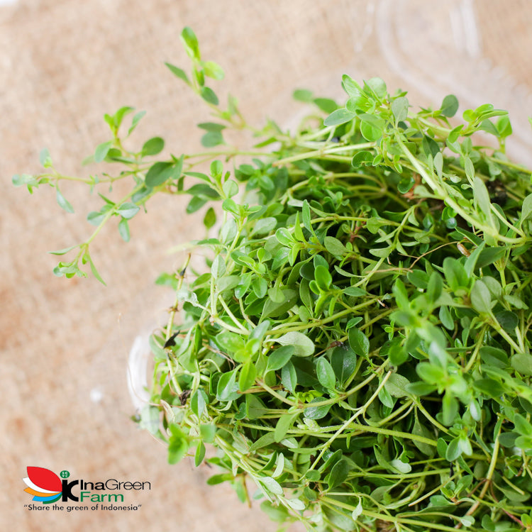 Inagreen Farm Bandung Daun Thyme Fresh 50 Gram