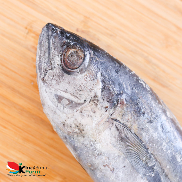 Inagreen Farm Bandung Ikan Baby Tuna Frozen