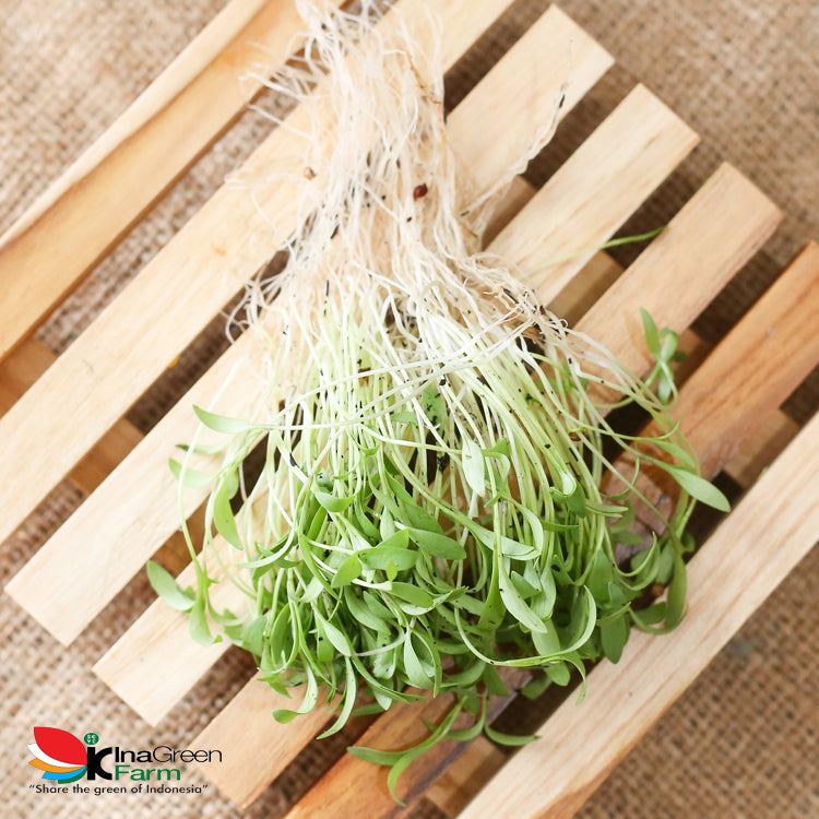 Microgreen Organik Coriander Inagreen Farm Bandung