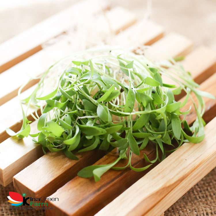 Microgreen Organik Coriander Inagreen Farm Bandung