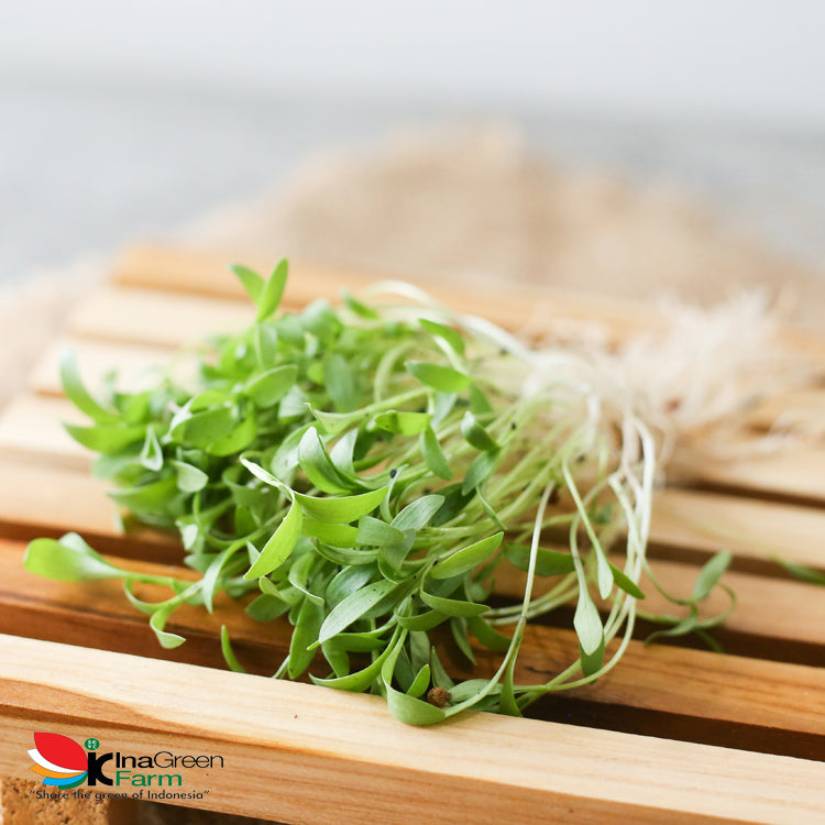 Microgreen Organik Coriander Inagreen Farm Bandung