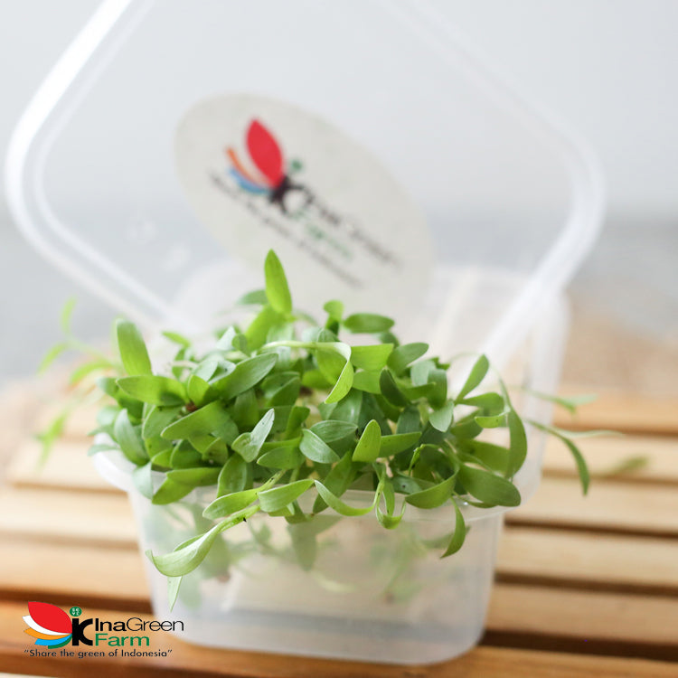 Microgreen Organik Coriander Inagreen Farm Bandung