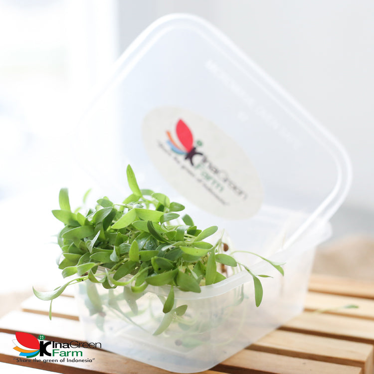 Microgreen Organik Coriander Inagreen Farm Bandung