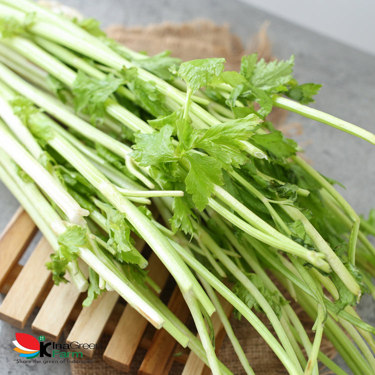 Inagreen Farm Bandung Seledri Batang Besar / Celery Stick