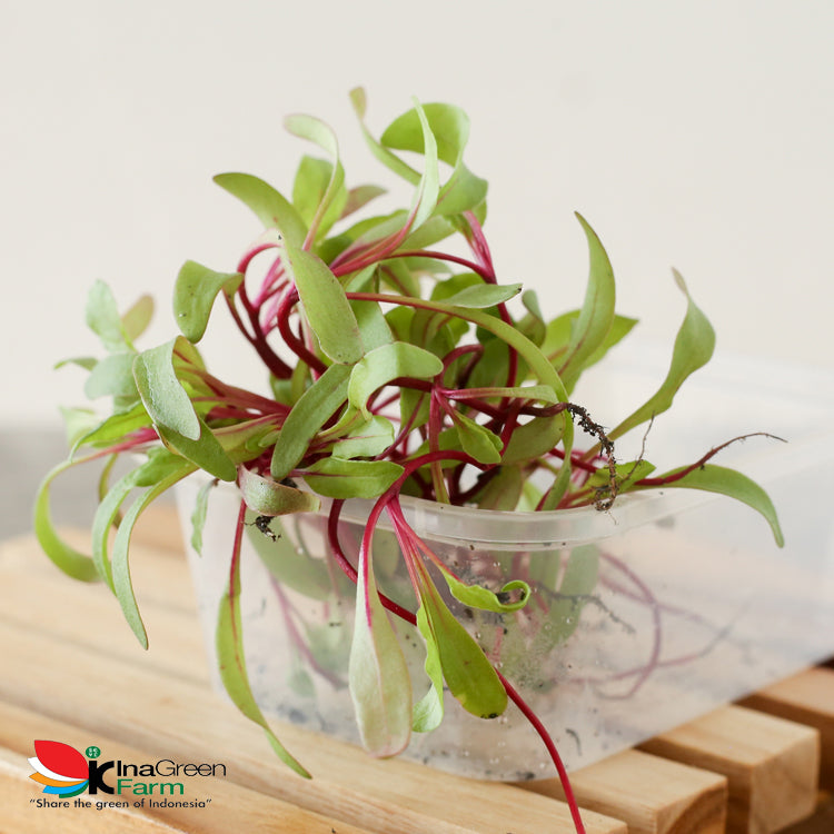 Microgreen Organik Beet Inagreen