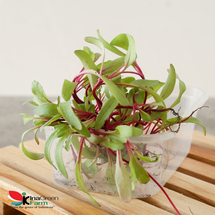 Microgreen Organik Beet Inagreen