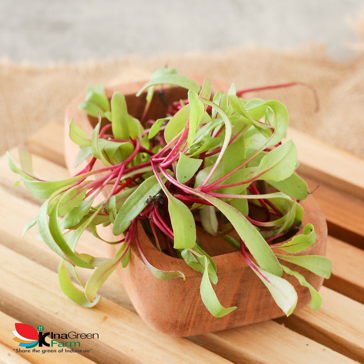 Microgreen Organik Beet Inagreen