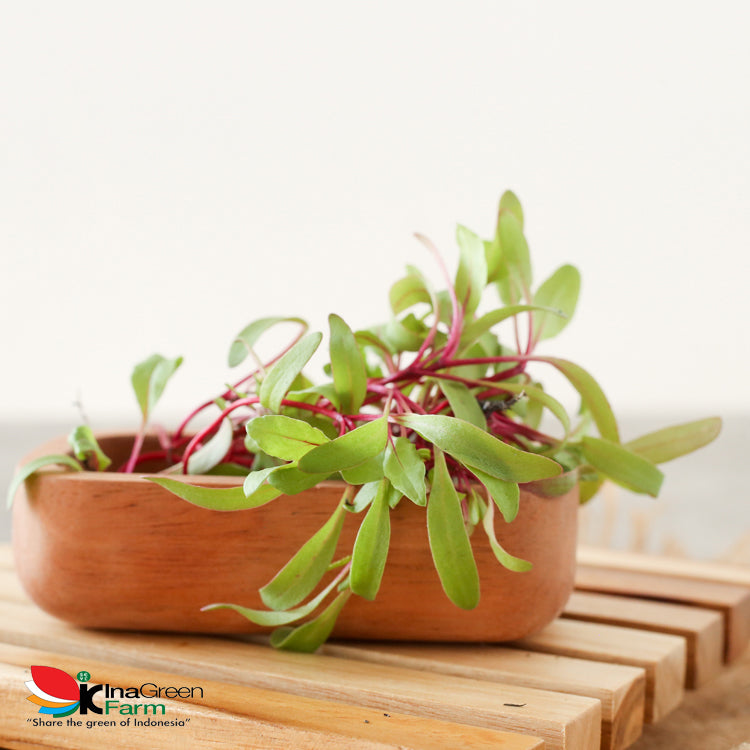 Microgreen Organik Beet Inagreen