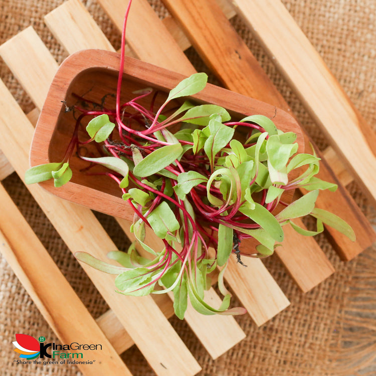 Microgreen Organik Beet Inagreen