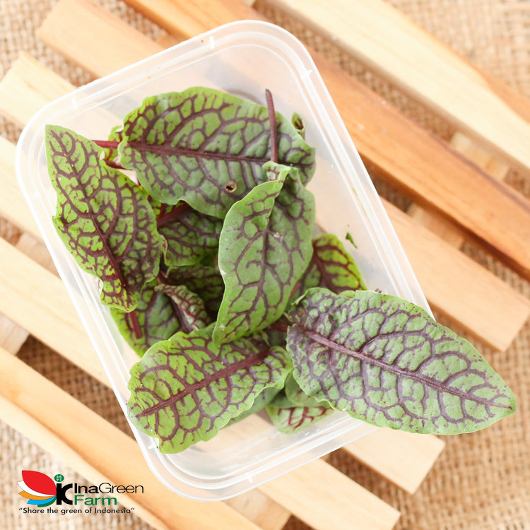 Red Sorrel Organik Inagreen