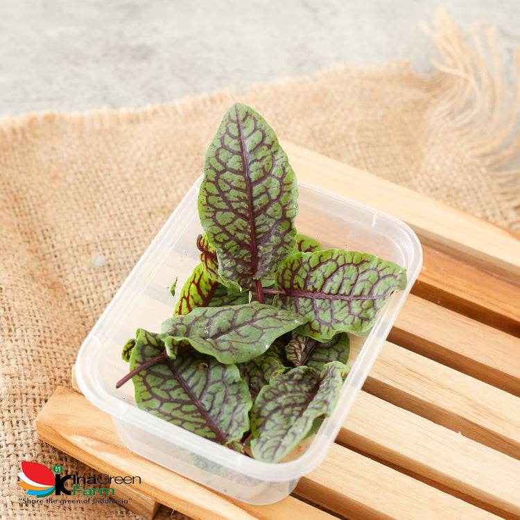 Red Sorrel Organik Inagreen