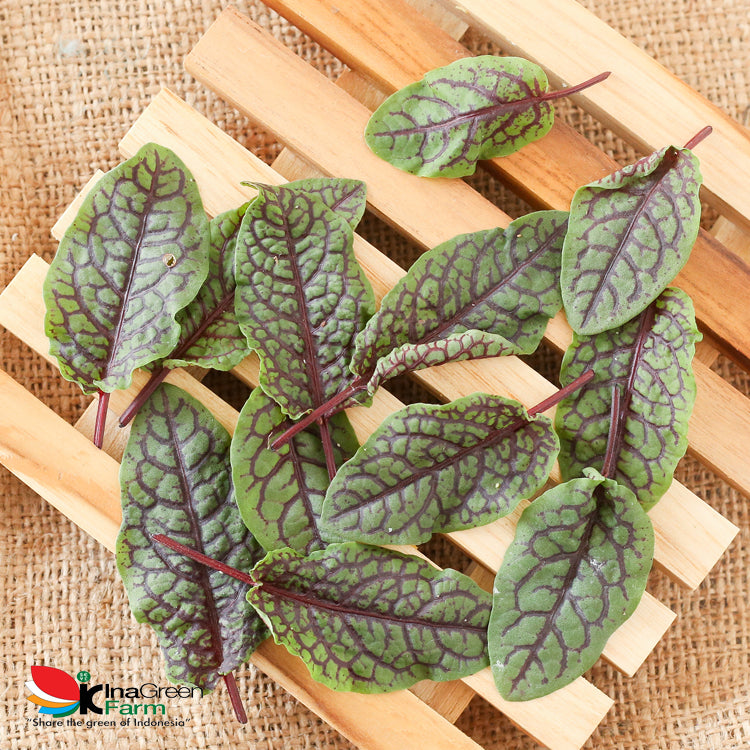 Red Sorrel Organik Inagreen
