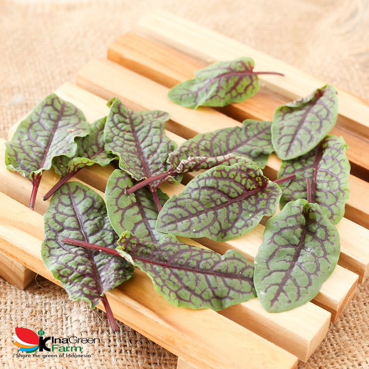 Red Sorrel Organik Inagreen