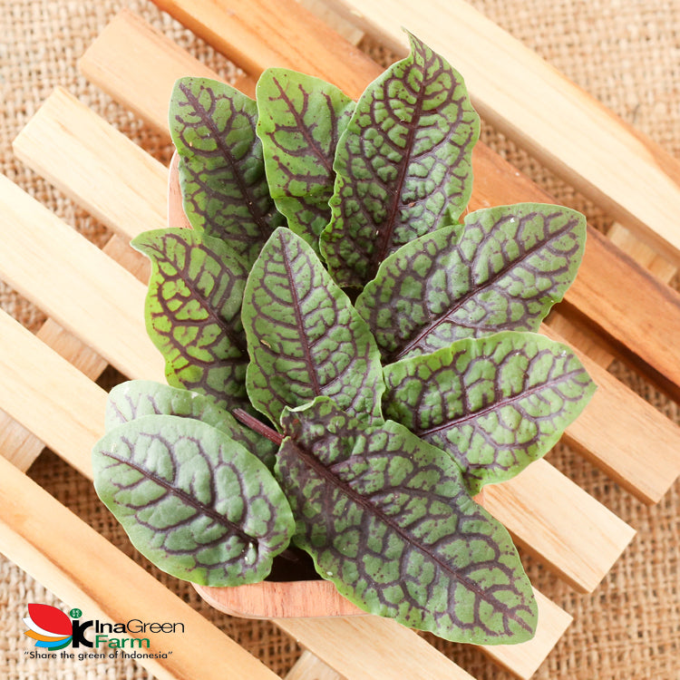Red Sorrel Organik Inagreen