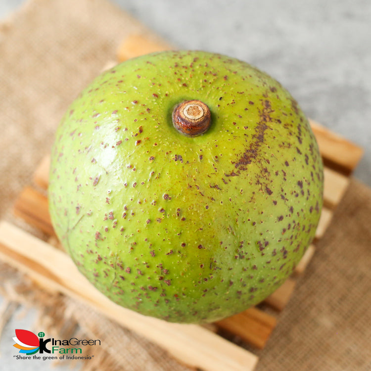 Buah Alpukat Wina Premium Inagreen
