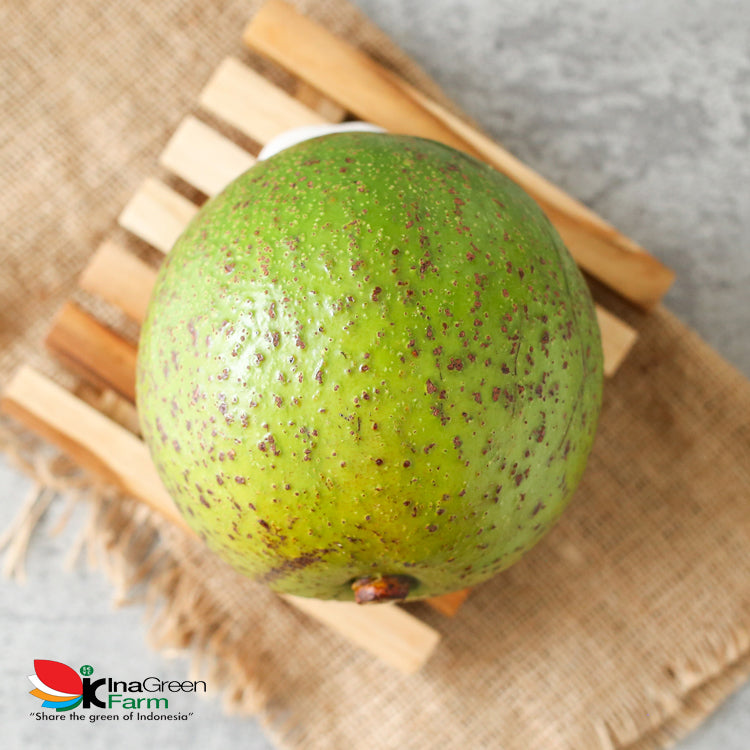 Buah Alpukat Wina Premium Inagreen
