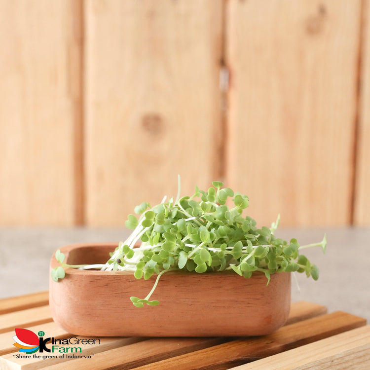 Inagreen Farm Bandung Microgreen Organik White Cabbage