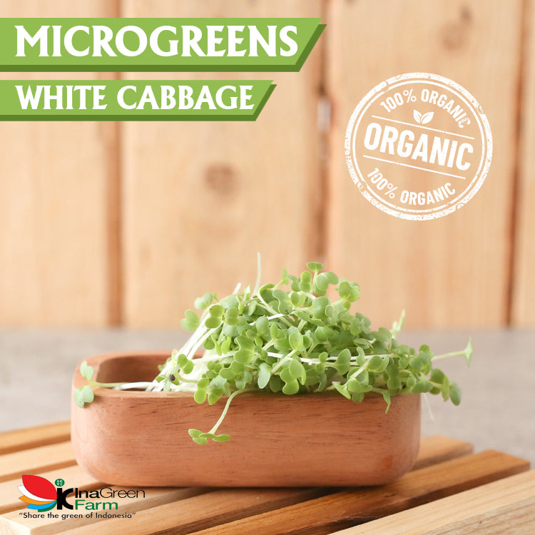 Inagreen Farm Bandung Microgreen Organik White Cabbage