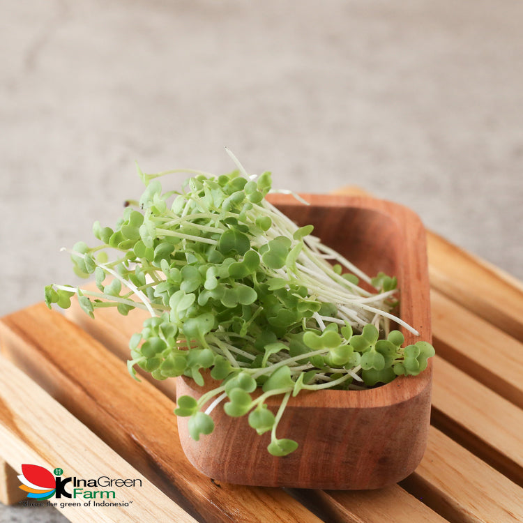 Inagreen Farm Bandung Microgreen Organik White Cabbage
