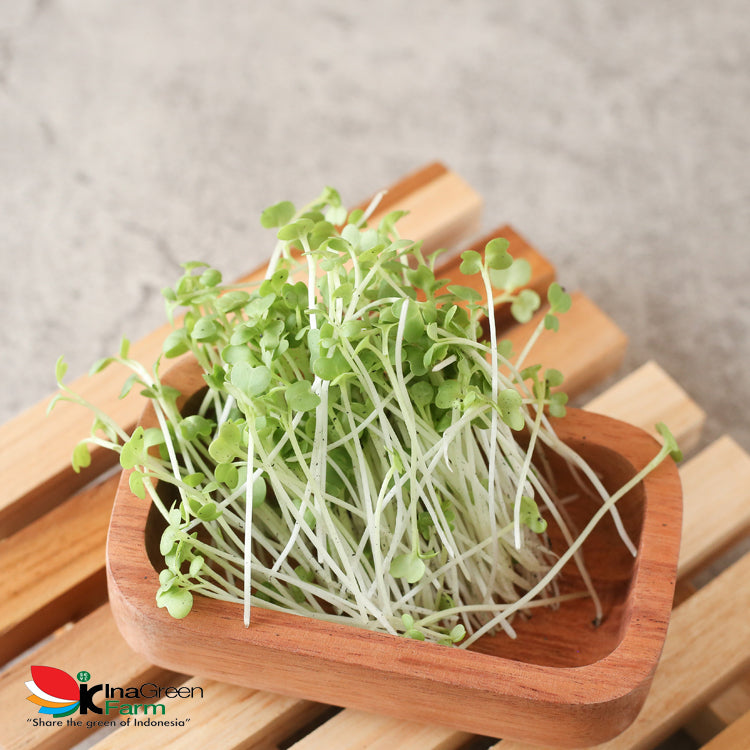 Inagreen Farm Bandung Microgreen Organik White Cabbage
