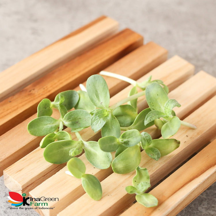 Inagreen Farm Bandung Microgreen Organik Sunflower