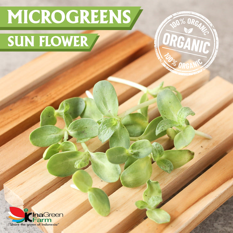 Inagreen Farm Bandung Microgreen Organik Sunflower