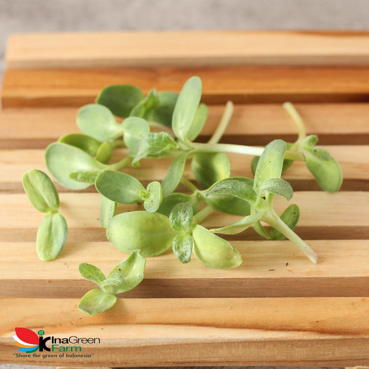 Inagreen Farm Bandung Microgreen Organik Sunflower