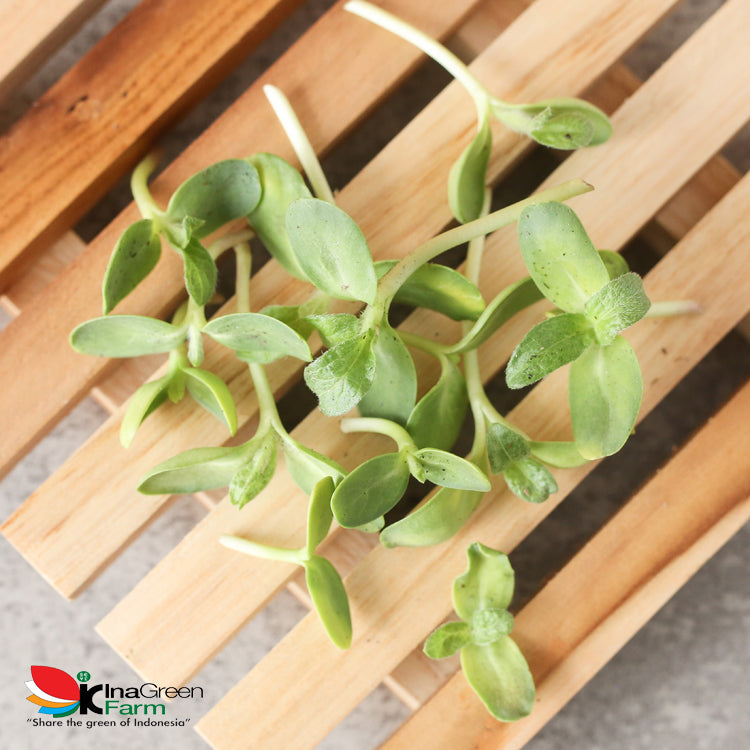 Inagreen Farm Bandung Microgreen Organik Sunflower