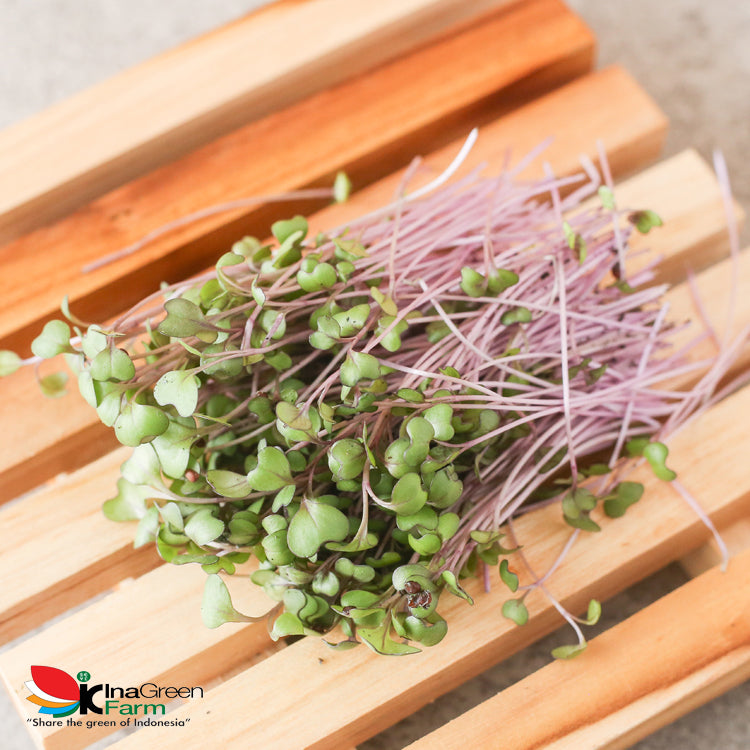Inagreen Farm Bandung Microgreen Organik Red Cabbage