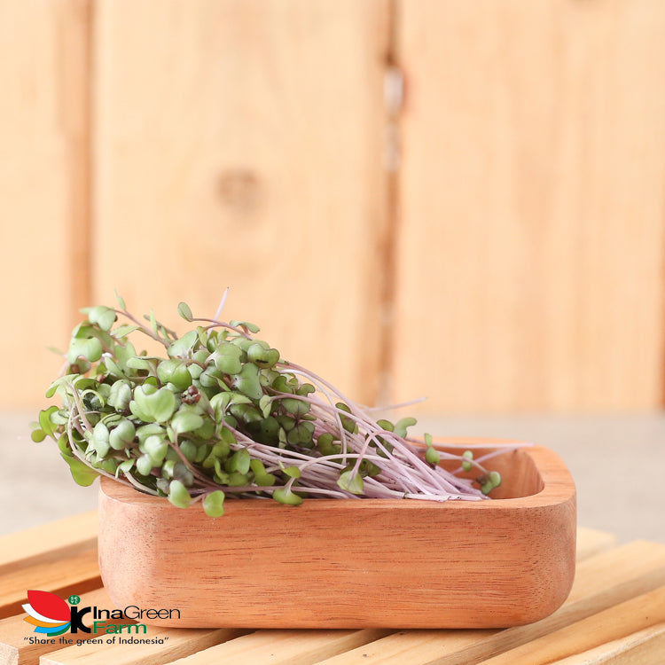 Inagreen Farm Bandung Microgreen Organik Red Cabbage