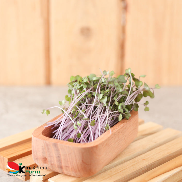 Inagreen Farm Bandung Microgreen Organik Red Cabbage