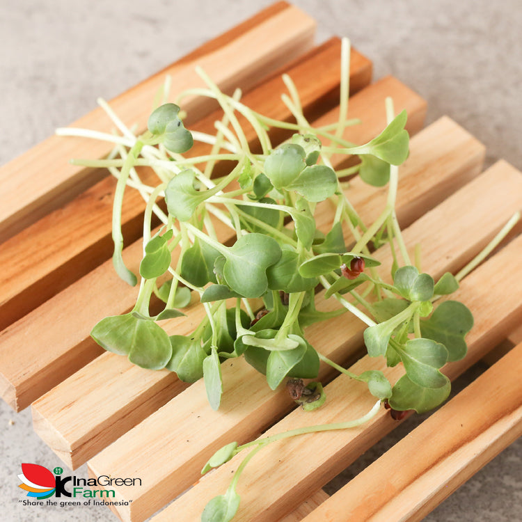 Inagreen Farm Bandung Microgreen Organik Radish Spourt