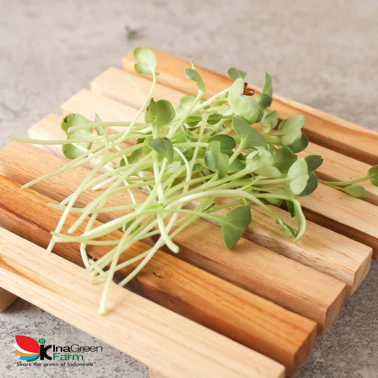 Inagreen Farm Bandung Microgreen Organik Radish Spourt