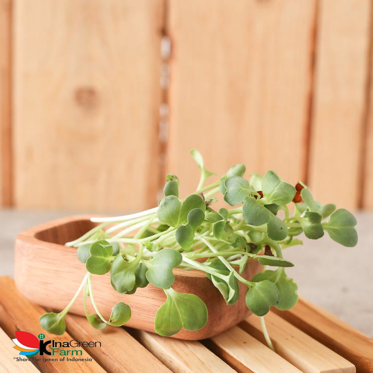 Inagreen Farm Bandung Microgreen Organik Radish Spourt
